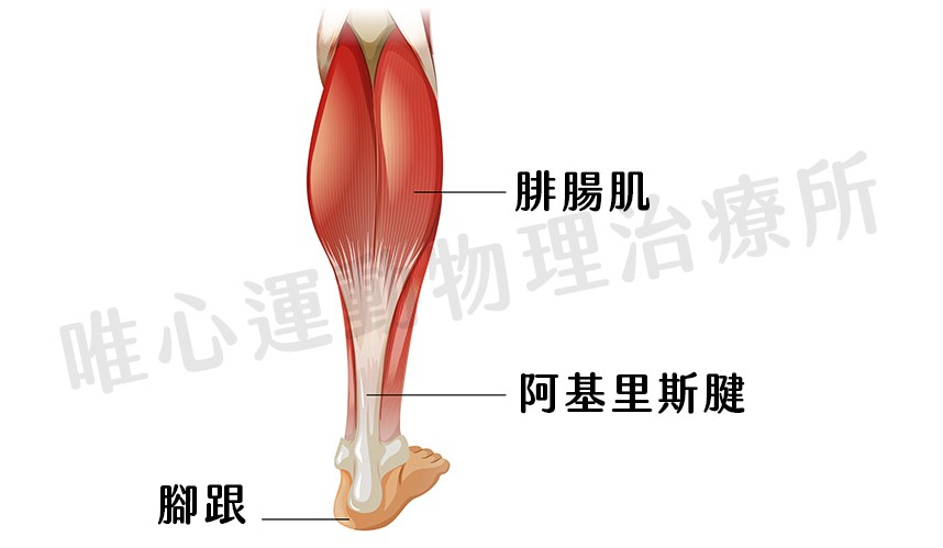 籃球運動傷害：阿基里斯腱斷裂，平時該如何保養及放鬆？