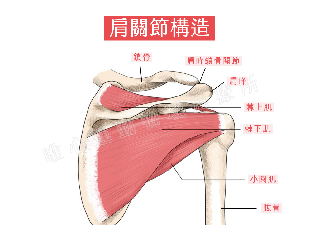 肩關節半脫臼原因，大谷翔平肩膀快速恢復的關鍵！｜桃園物理治療,運動傷害