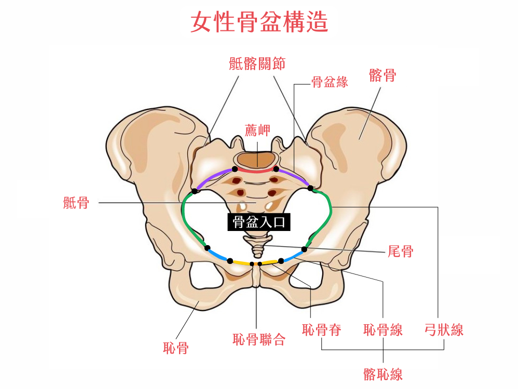 該邊痛痛的是怎麼了？告訴你恥骨是什麼、痛起來又怎麼辦｜桃園物理治療