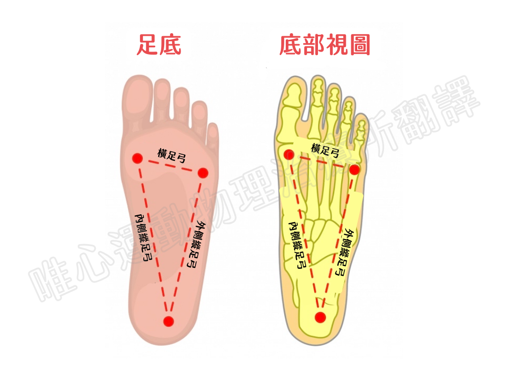 足弓三弧形結構圖解-內側外側縱足弓橫足弓解剖構造