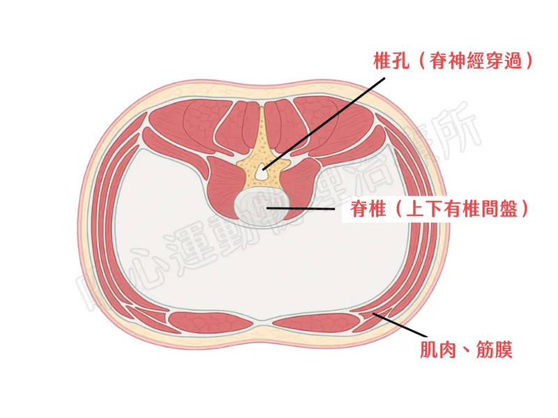 唯心運動醫療體系:物理治療師利用腹部橫切圖模型講解解剖構造,說明腰痛與肌肉筋膜失衡原因
