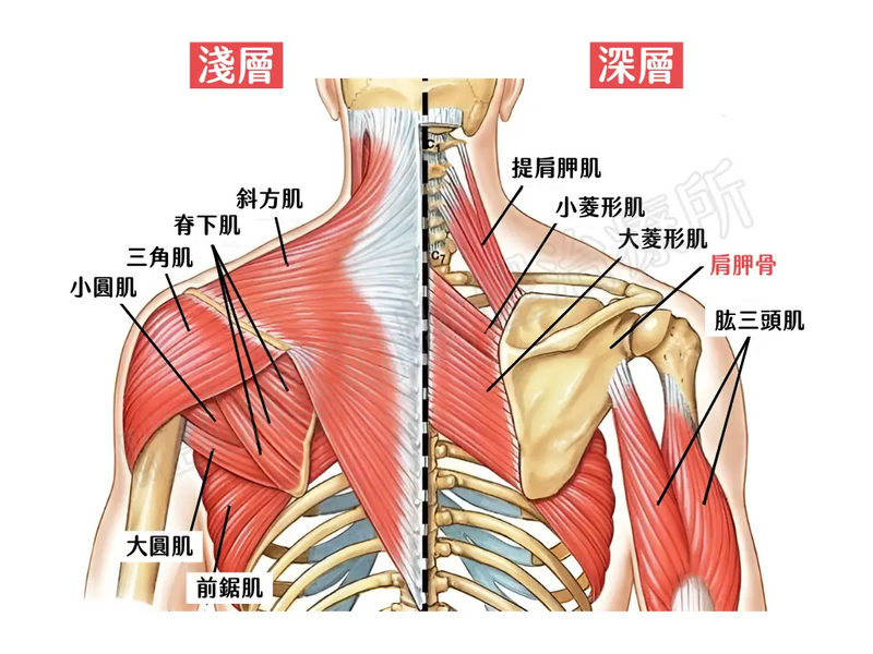 唯心運動醫療體系：動作科學解析完美直角肩比例，透過上斜方肌放鬆、三角肌與肩胛穩定肌群協同運動