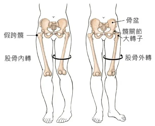 骨盆前傾全身代償鏈路徑解析:說明髖屈肌緊繃、膝蓋後頂與足部代償的連鎖受力影響