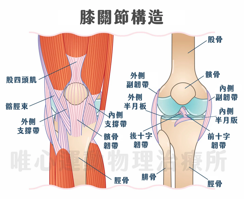 唯心運動醫療體系物理治療師指出啦啦隊最常見運動傷害為膝蓋疼痛